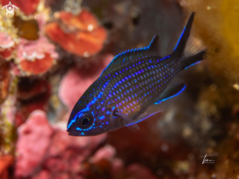 A Damselfish