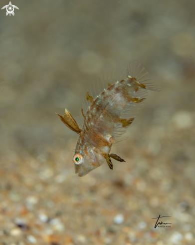 A Xyrichtys novacula | Pearly Razorfish