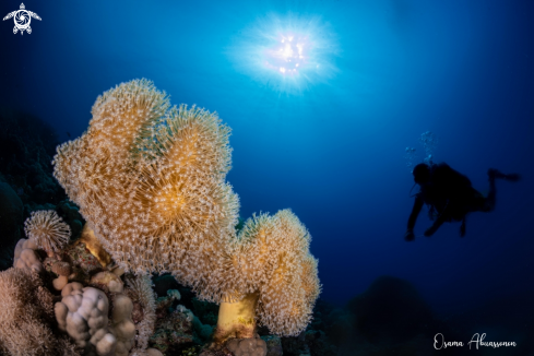 A Alhasie Reef