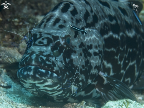 A Black Grouper, Pederson Cleaner Shrimps and Caribbean Neon Goby