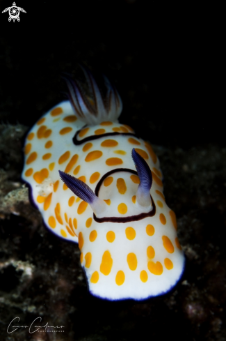 A Chromodoris Annulata