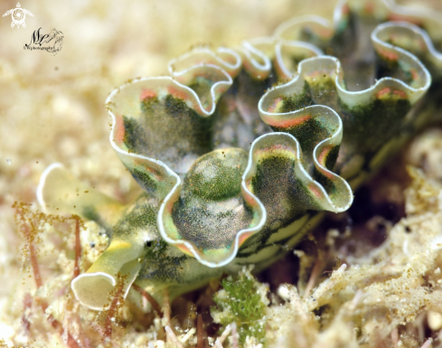 A Elysia crispata | Lettuce sea slug 