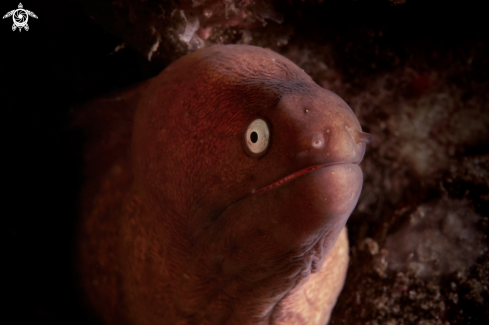 A MORAY 