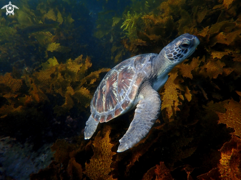 A Green turtle