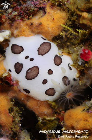 A Peltodoris atromaculata | 