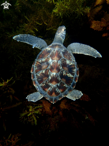 A Green turtle