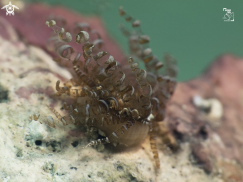 A Bartholomea annulata | Corkscrew Anemone