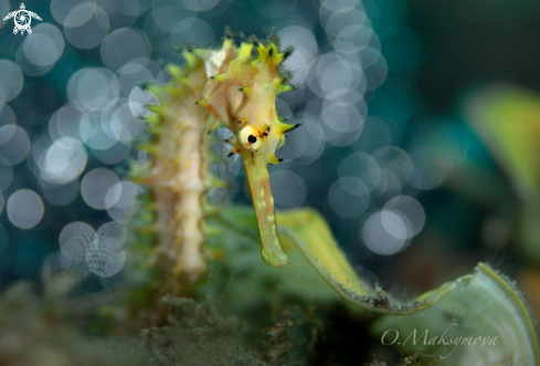 A Seahorse (Hippocampus histrix)