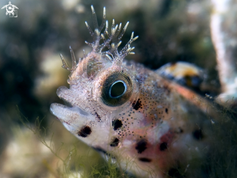 A Female Roughead Blenny