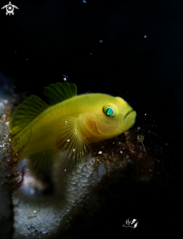 A Lubricogobius exiguus | Yellow pygmy Goby 