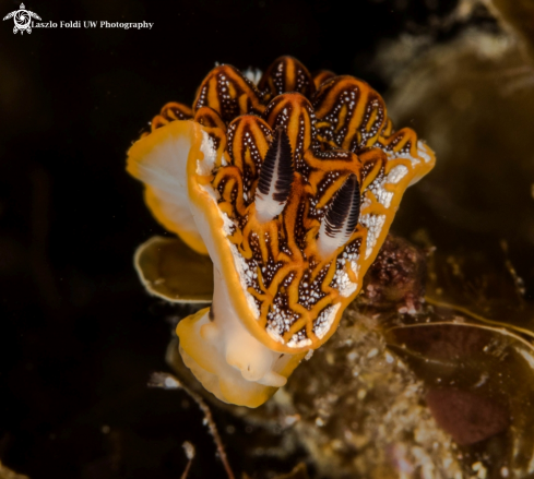 A Nudibranch