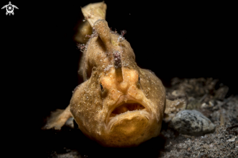 A Painted frogfish