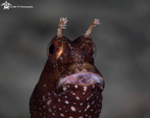 A Blenny