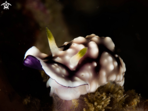 A Nudibranch