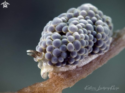 A Doto nudibranch 