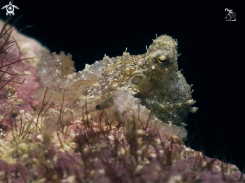 A Caribbean Two Spot Octopus 