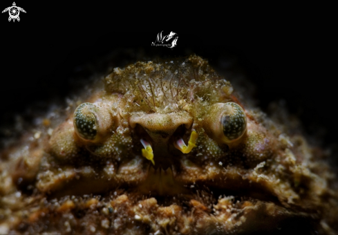 A rough box crab or lumpy box crab