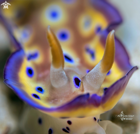 A Goniobranchus Nudibranch