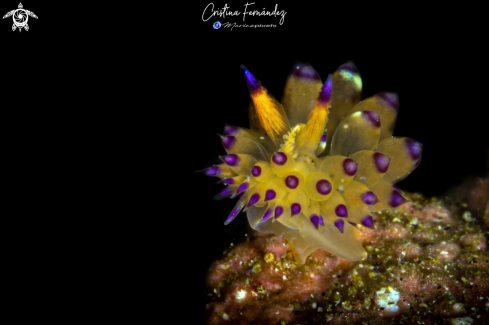 A Janolus sp. | Nudibranch