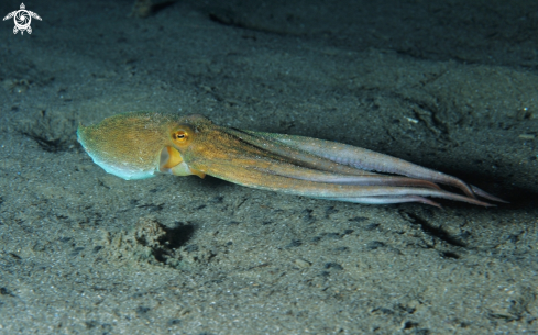 A Octopus vulgaris | 