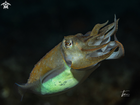 A Sepia officinalis | Cuttlefish