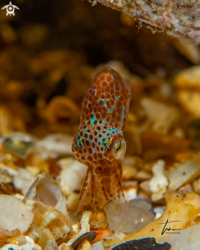 A Dwarf Bobtail Squid