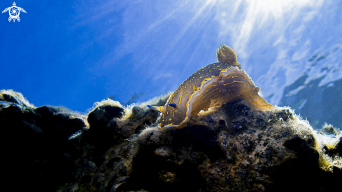 A Nudibranch