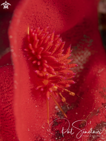 A nudibranch