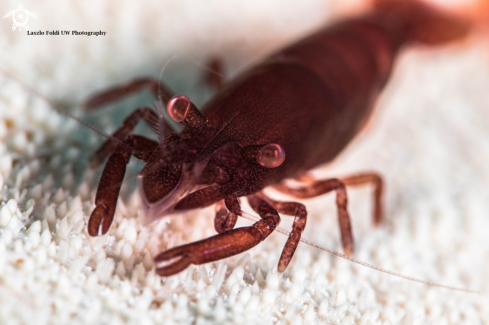 A Ses urchin shrimp 