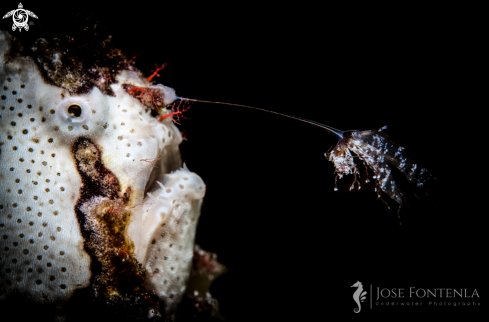 A Antennarius maculatus | Warty frogfish