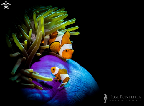 A Amphiprion ocellaris | Ocellaris clownfish
