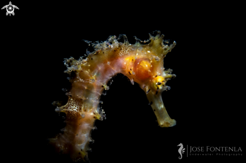 A Spiny seahorse