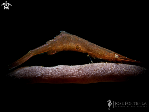A Tozeuma lanceolatum | Ocellated Tozeuma shrimp
