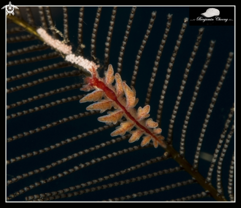 A Red Backed Doto Nudibranch