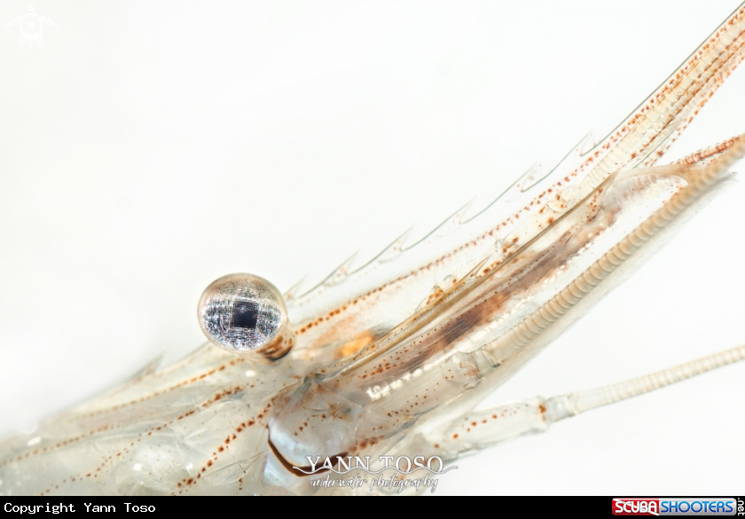 A Harbour shrimp