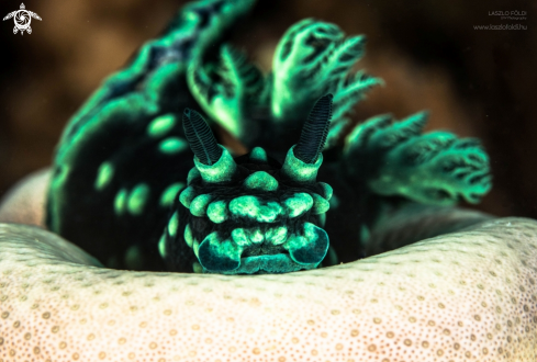 A Nembrotha cristata