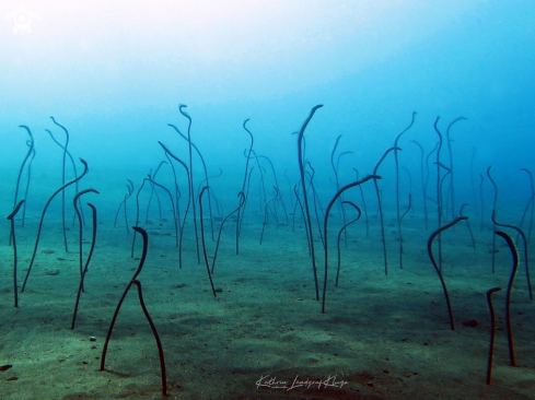 A Garden eels