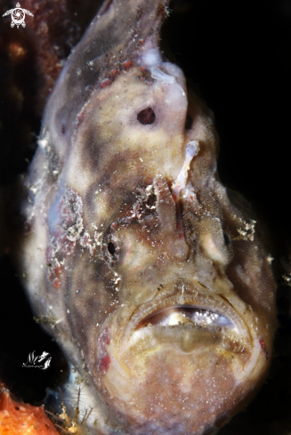 A Frogfish 