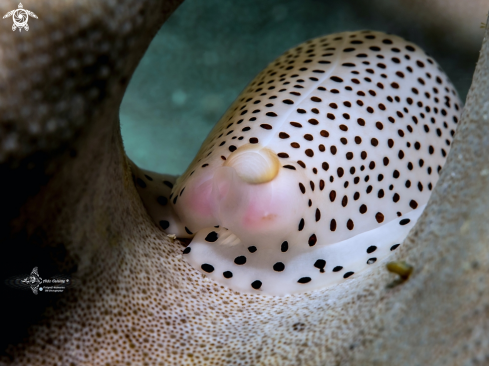 A Calpurnus verrucosus (Linnaeus, 1758)  | Black Spotted Egg Cowrie