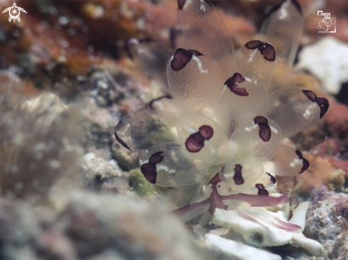 A Harlequin Glass Slug