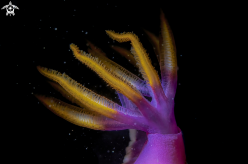 A hypselodoris bullockii  | hypselodoris bullockii 