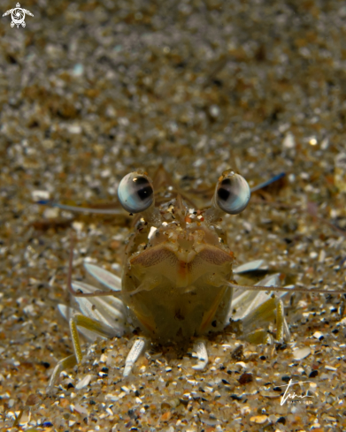 A Striped Prawn