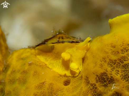 A Yellow umbrella slug