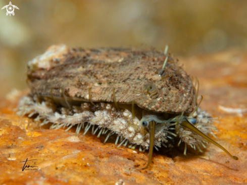 A Haliotis tuberculata | Green Ormer