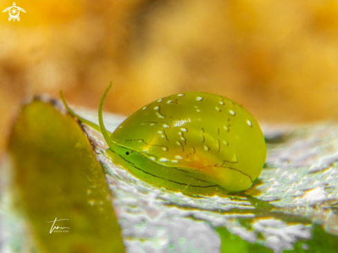 A Smaragdia viridis | Emerald nerite