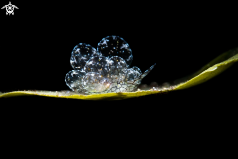 Nudibranch