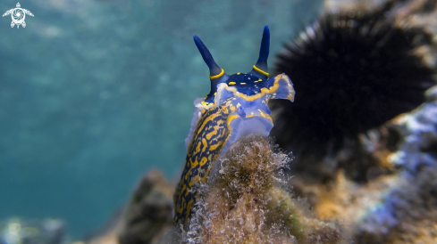 A Nudibranch