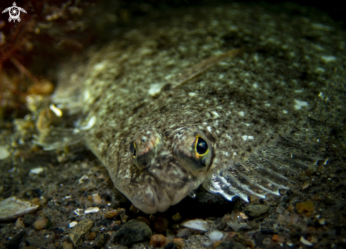 A Flounder