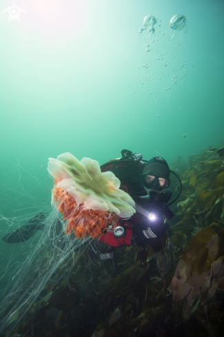 A Lions mane jelly