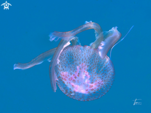 A Pelagia noctiluca | Mauve stinger